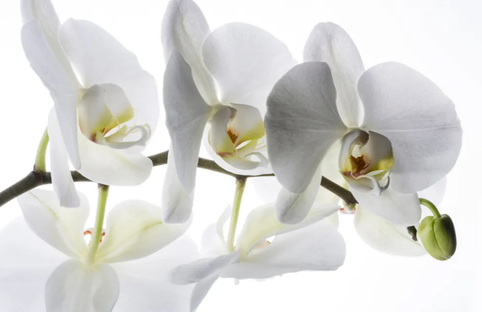 Delicate white orchid flowers with soft backlighting on a translucent background.