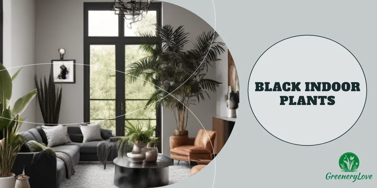 A collection of black indoor plants in various pots on a white shelf.